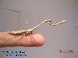 Pseudempusa pinnapavonis - Male