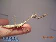 Pseudempusa pinnapavonis - Male