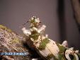 Pseudocreobotra wahlbergii - Female