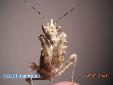 Pseudocreobotra wahlbergii - Female