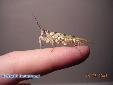 Pseudocreobotra wahlbergii - Male
