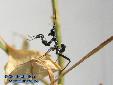 Pseudocreobotra wahlbergii - L2