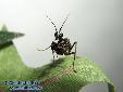 Pseudocreobotra wahlbergii - L3