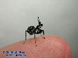 Pseudocreobotra wahlbergii - L3