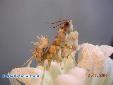 Pseudocreobotra wahlbergii - Male