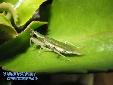 Pseudoharpax virescens virescens - Female