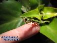 Pseudoharpax virescens virescens - Female