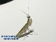 Pseudoharpax virescens virescens - Male