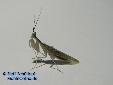 Pseudoharpax virescens virescens - Male
