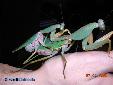 Rhombodera basalis - Couple
