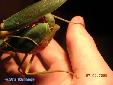 Rhombodera basalis - Couple