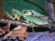 Rhombodera basalis - Couple