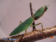 Rhombodera basalis - Female