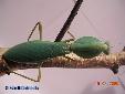Rhombodera basalis - Female