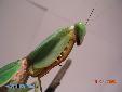Rhombodera basalis - Female