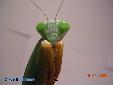 Rhombodera basalis - Female