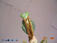 Rhombodera basalis - Female