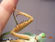 Rhombodera basalis - Female