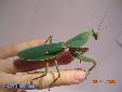 Rhombodera basalis - Female