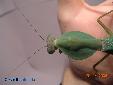 Rhombodera basalis - Female