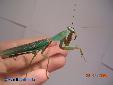 Rhombodera basalis - Male
