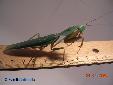 Rhombodera basalis - Male