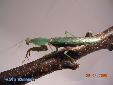 Rhombodera basalis - Male