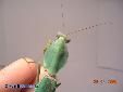 Rhombodera basalis - Male