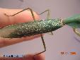 Rhombodera basalis - Male