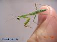 Rhombodera basalis - Female