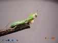 Rhombodera basalis - Male