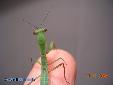 Rhombodera basalis - Male