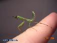 Rhombodera basalis - Male
