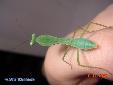 Rhombodera basalis - Female