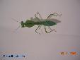 Rhombodera basalis - Female