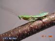 Rhombodera basalis - Male
