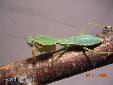 Rhombodera basalis - Male