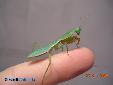 Rhombodera basalis - Male