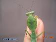 Rhombodera basalis - Male