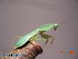 Rhombodera basalis - Female