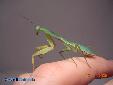 Rhombodera basalis - Female