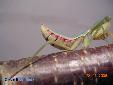Rhombodera basalis - Male