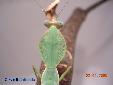 Rhombodera basalis - Male