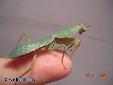 Rhombodera basalis - Male