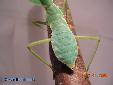 Rhombodera basalis - Female
