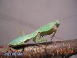 Rhombodera basalis - Female
