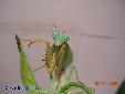 Rhombodera basalis - Female