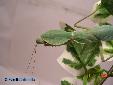 Rhombodera basalis - Male