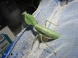 Rhombodera cf stalii01 - Female
