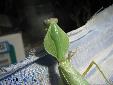 Rhombodera cf stalii01 - Female